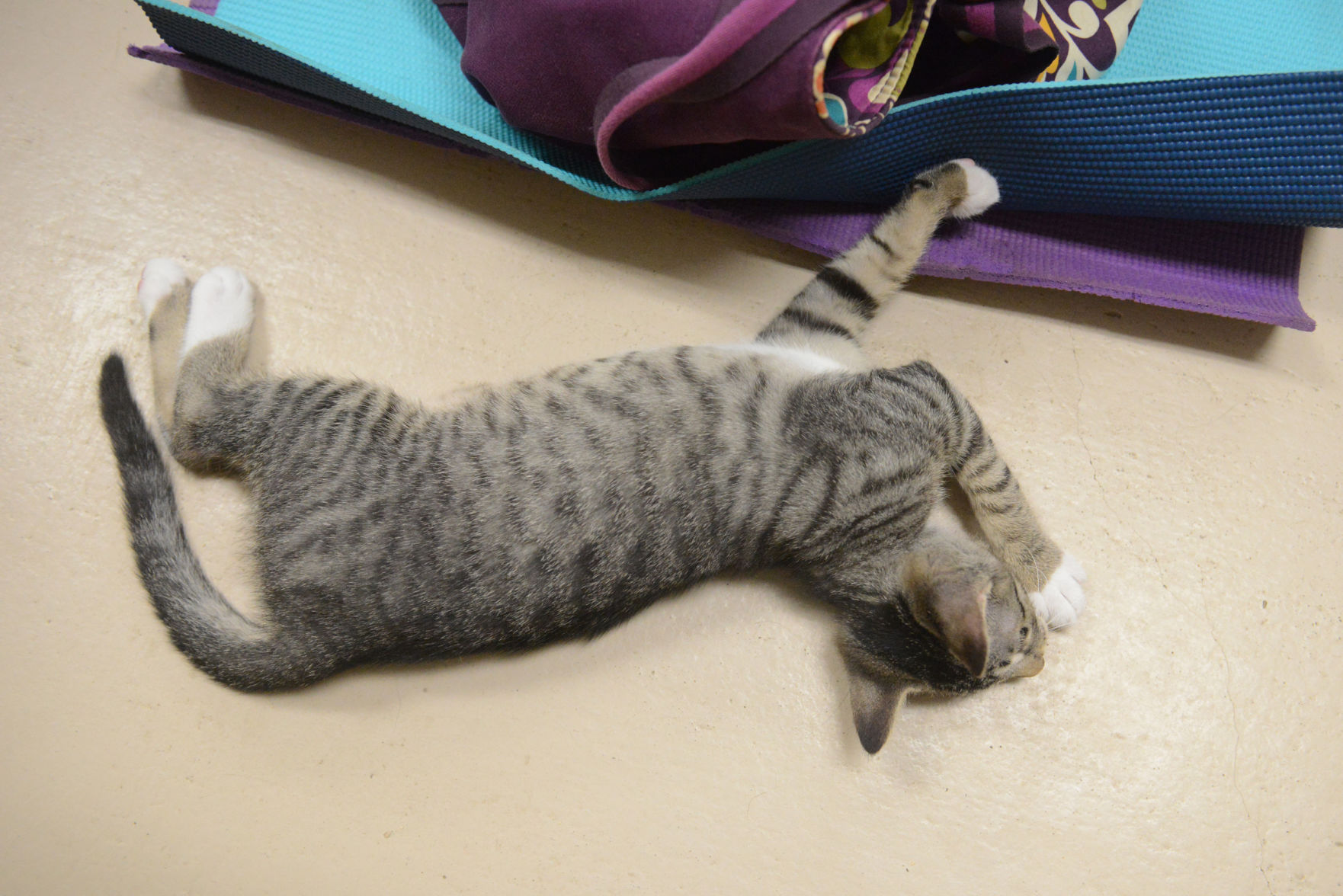 Cat Yoga at Aggieland Humane Society